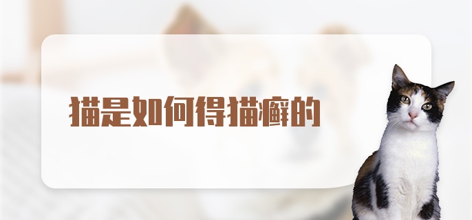 猫是如何得猫癣的