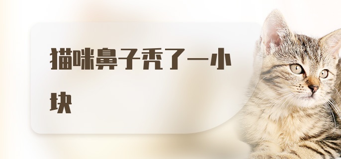 猫咪鼻子秃了一小块