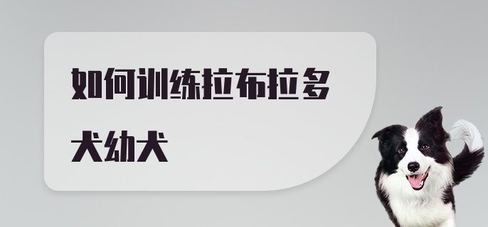 如何训练拉布拉多犬幼犬