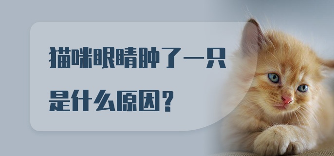 猫咪眼睛肿了一只是什么原因？