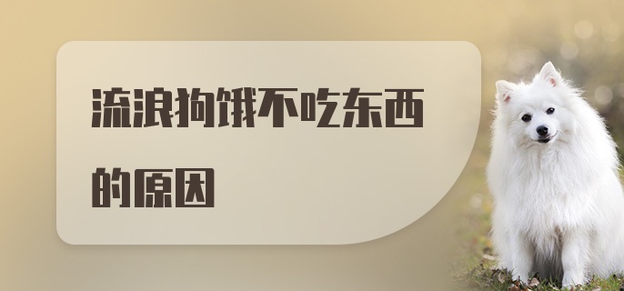 流浪狗饿不吃东西的原因