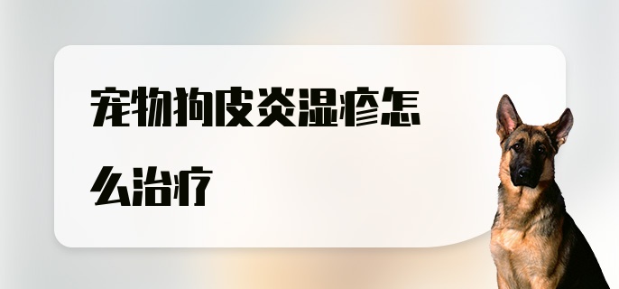 宠物狗皮炎湿疹怎么治疗