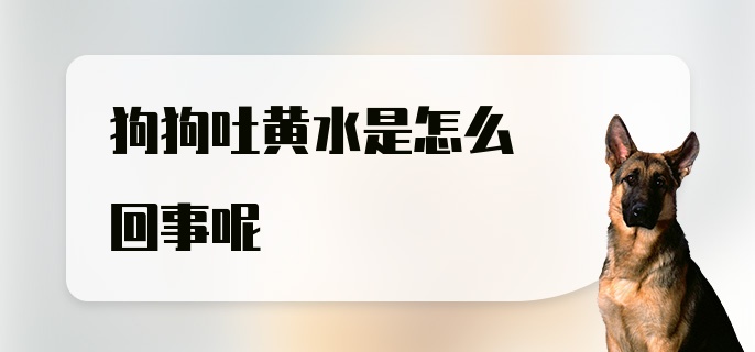 狗狗吐黄水是怎么回事呢