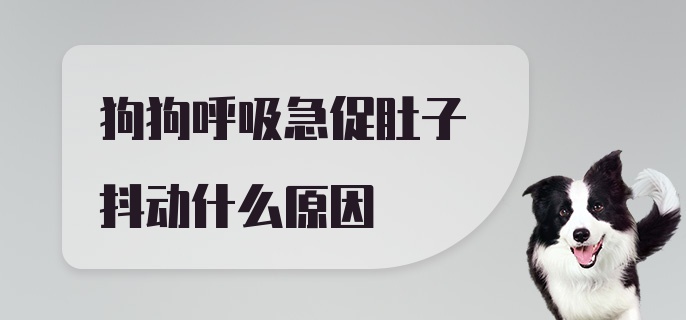 狗狗呼吸急促肚子抖动什么原因