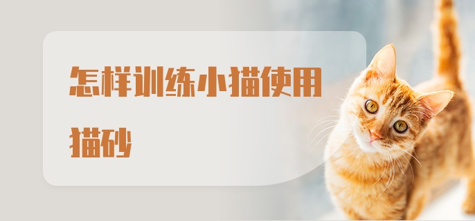 怎样训练小猫使用猫砂