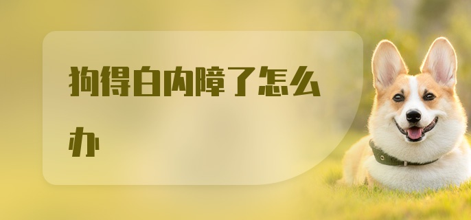 狗得白内障了怎么办