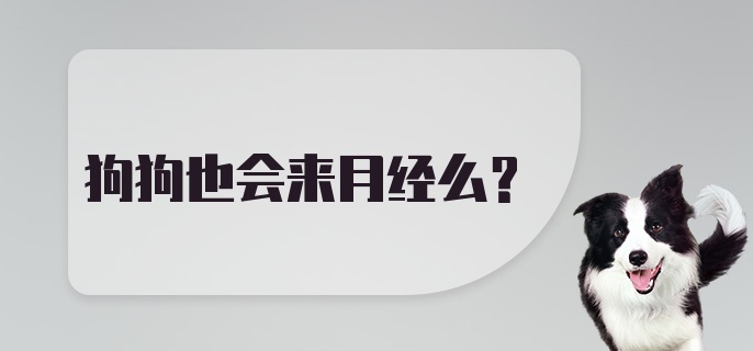 狗狗也会来月经么?