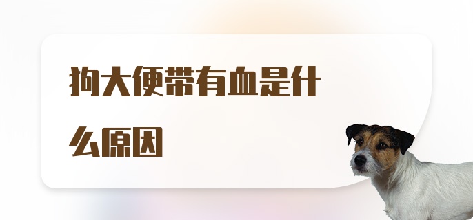 狗大便带有血是什么原因