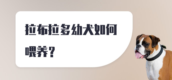 拉布拉多幼犬如何喂养？