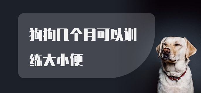 狗狗几个月可以训练大小便