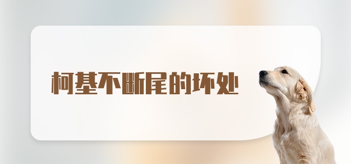 柯基不断尾的坏处