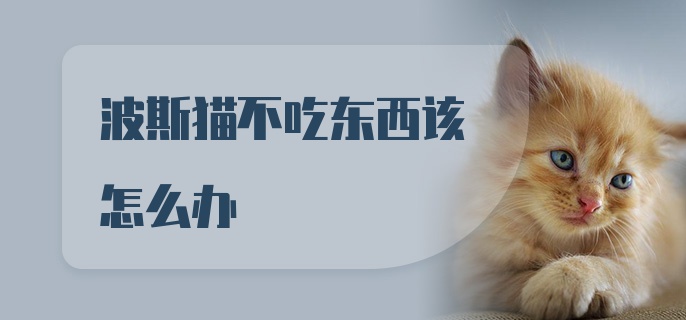 波斯猫不吃东西该怎么办