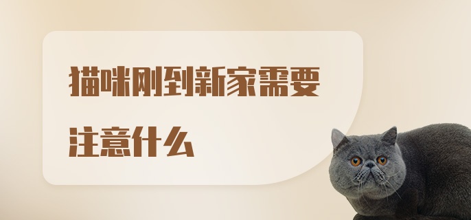 猫咪刚到新家需要注意什么