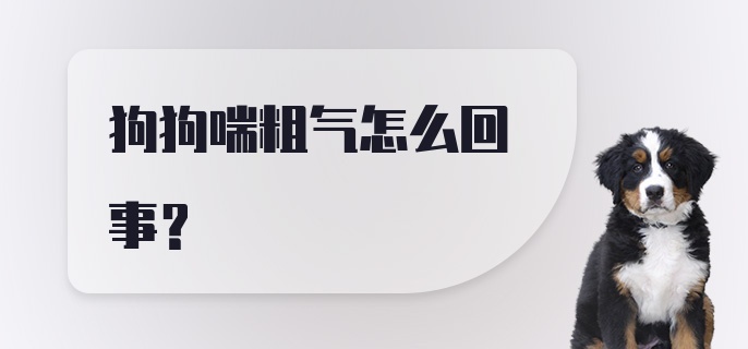 狗狗喘粗气怎么回事？