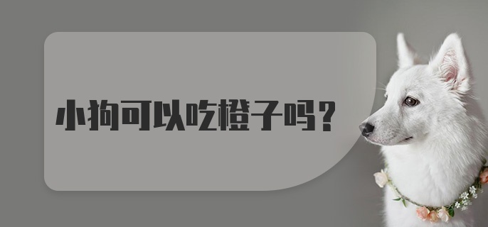 小狗可以吃橙子吗？