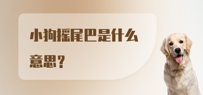 小狗摇尾巴是什么意思?