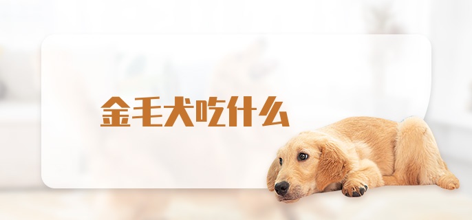 金毛犬吃什么