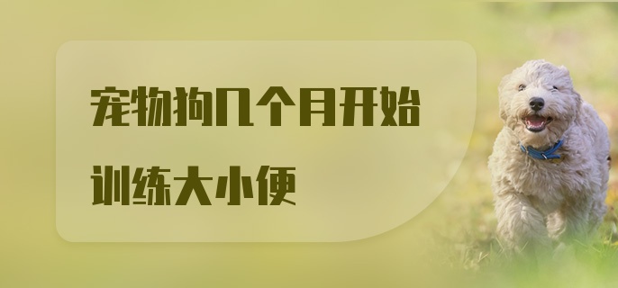 宠物狗几个月开始训练大小便