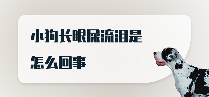 小狗长眼屎流泪是怎么回事