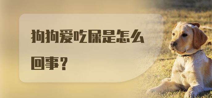 狗狗爱吃屎是怎么回事？