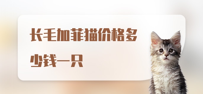 长毛加菲猫价格多少钱一只