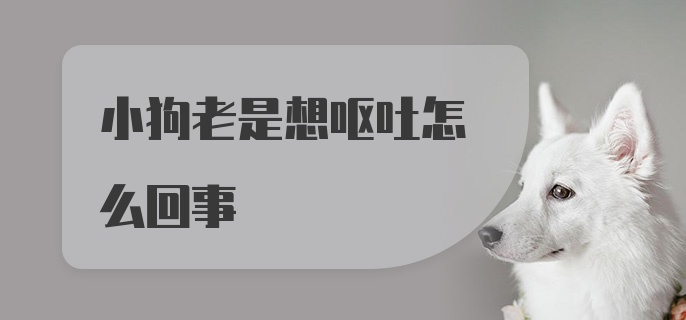 小狗老是想呕吐怎么回事