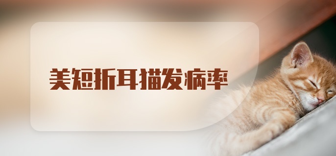 美短折耳猫发病率