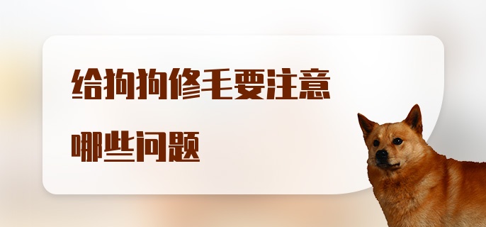 给狗狗修毛要注意哪些问题