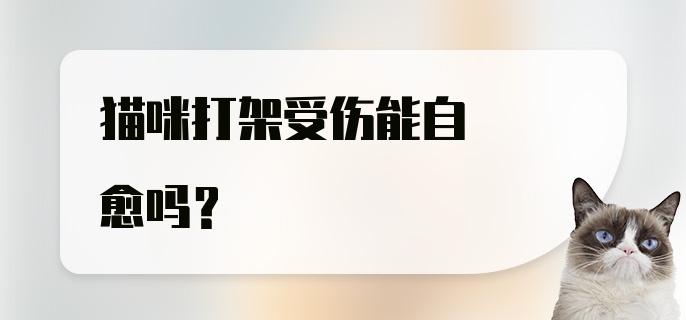 猫咪打架受伤能自愈吗？