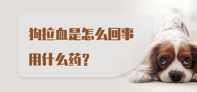 狗拉血是怎么回事用什么药？