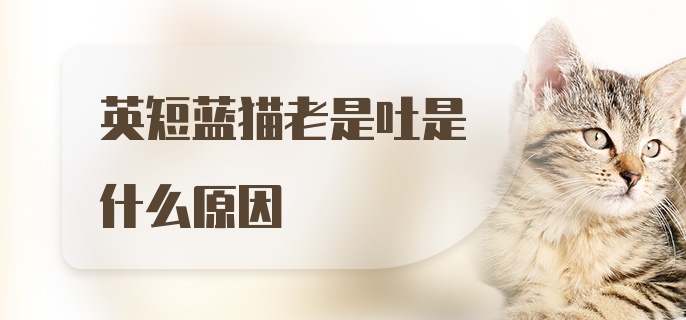 英短蓝猫老是吐是什么原因