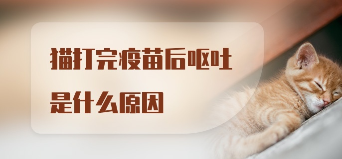 猫打完疫苗后呕吐是什么原因