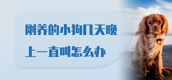 刚养的小狗几天晚上一直叫怎么办