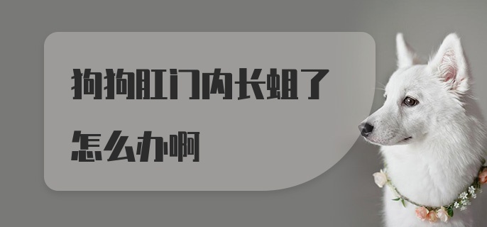 狗狗肛门内长蛆了怎么办啊