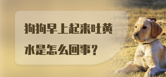 狗狗早上起来吐黄水是怎么回事？