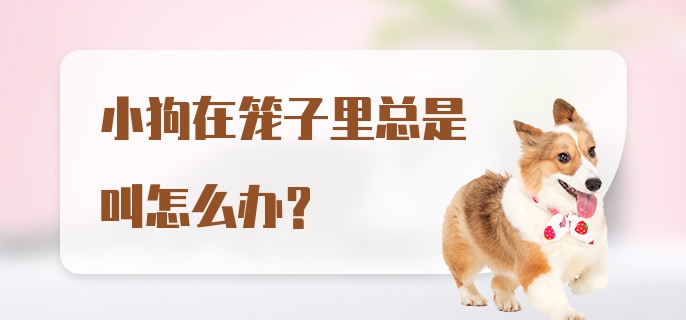 小狗在笼子里总是叫怎么办？