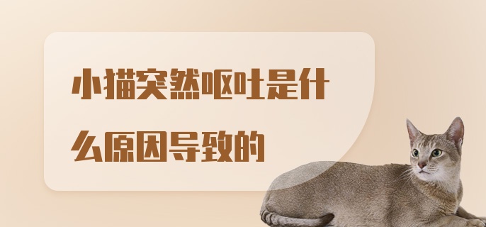 小猫突然呕吐是什么原因导致的