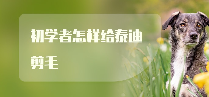 初学者怎样给泰迪剪毛