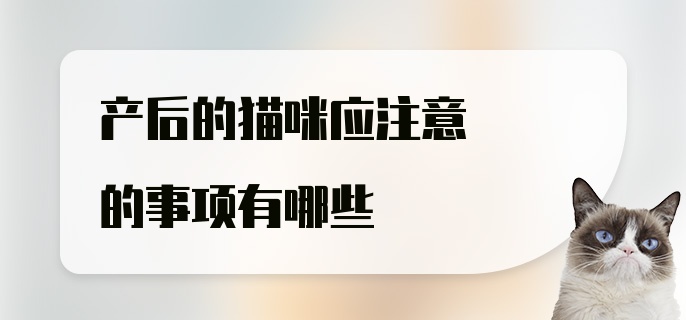 产后的猫咪应注意的事项有哪些