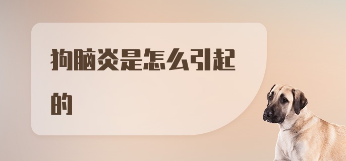 狗脑炎是怎么引起的