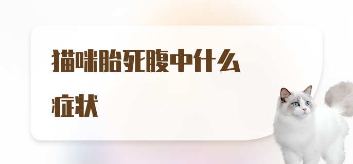 猫咪胎死腹中什么症状