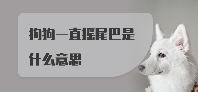 狗狗一直摇尾巴是什么意思