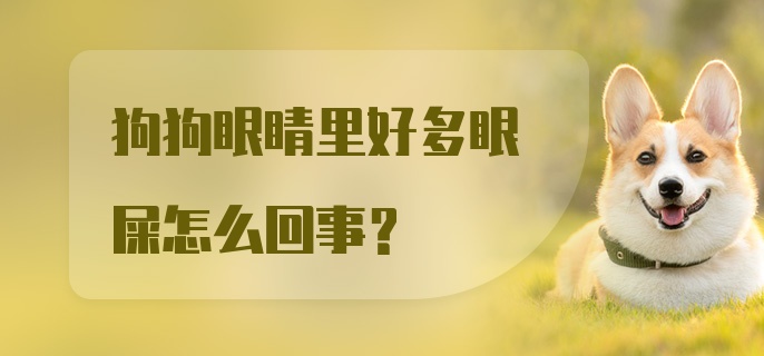 狗狗眼睛里好多眼屎怎么回事？