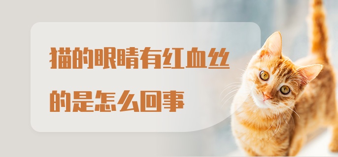 猫的眼睛有红血丝的是怎么回事