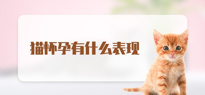 猫怀孕有什么表现