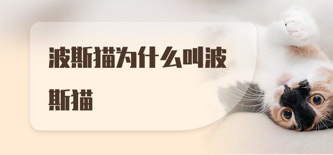 波斯猫为什么叫波斯猫