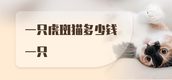 一只虎斑猫多少钱一只