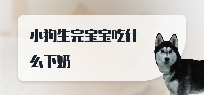 小狗生完宝宝吃什么下奶