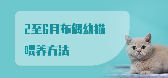 2至6月布偶幼猫喂养方法