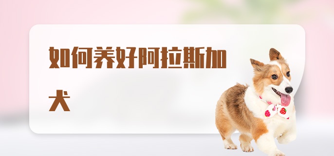 如何养好阿拉斯加犬